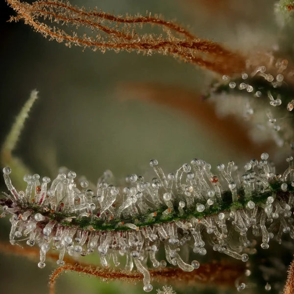 Royal Queen Seeds Royal Cookies Feminisiert 3er Pack