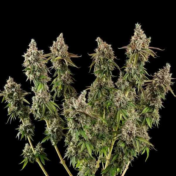 Royal Queen Seeds Royal Cookies Feminisiert 3er Pack