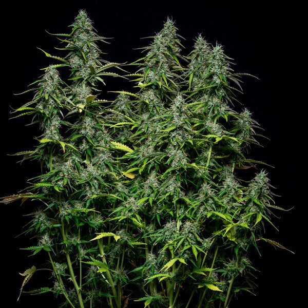 Royal Queen Seeds Royal Gorilla Auto 3er Pack