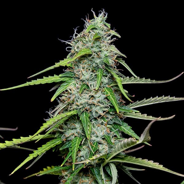 Royal Queen Seeds Royal Gorilla Auto 3er Pack