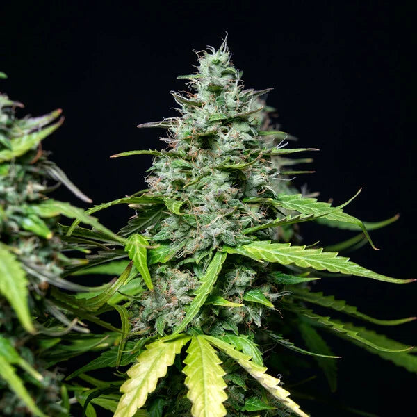 Royal Queen Seeds Royal Gorilla Auto 3er Pack