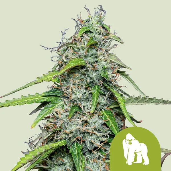 Royal Queen Seeds Royal Gorilla Auto 3er Pack