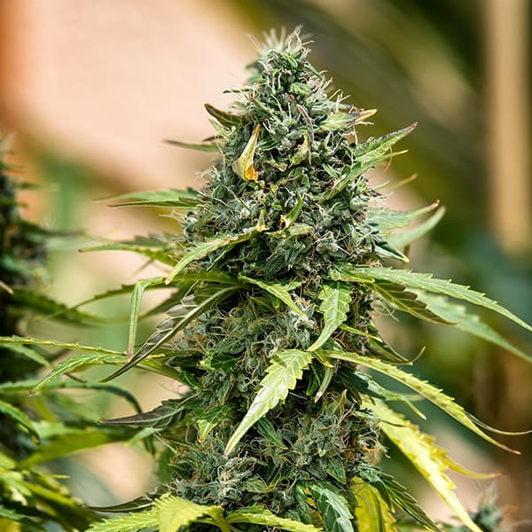 Royal Queen Seeds Royal Gorilla Auto 3er Pack