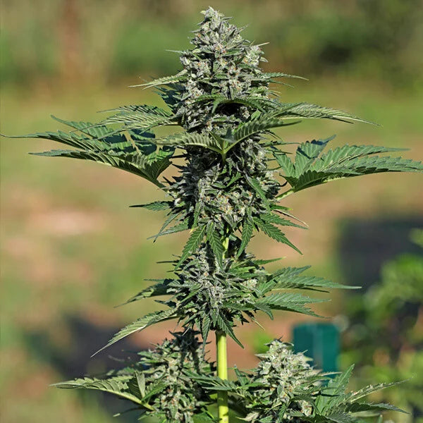 Royal Queen Seeds Royal Gorilla Auto 3er Pack