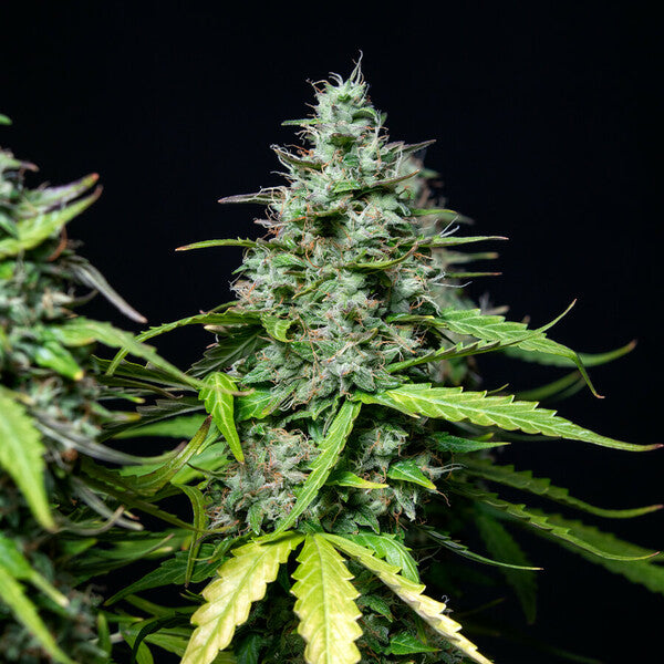 Royal Queen Seeds Royal Gorilla Auto 3er Pack