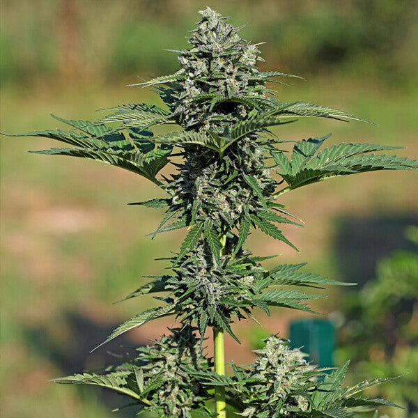 Royal Queen Seeds Royal Gorilla Auto 3er Pack