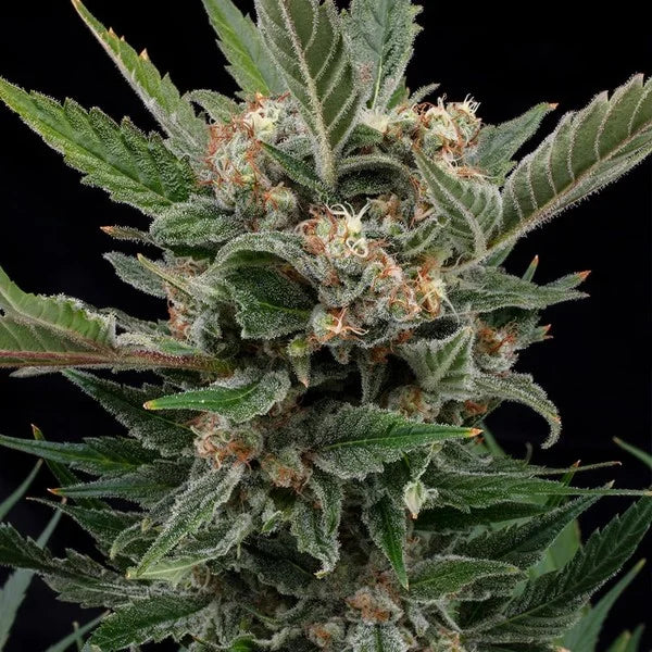Royal Queen Seeds,Royal Gorilla Feminisiert 3er Pack