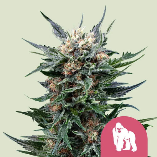 Royal Queen Seeds,Royal Gorilla Feminisiert 3er Pack