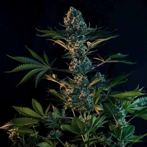 Royal Queen Seeds,Royal Gorilla Feminisiert 3er Pack