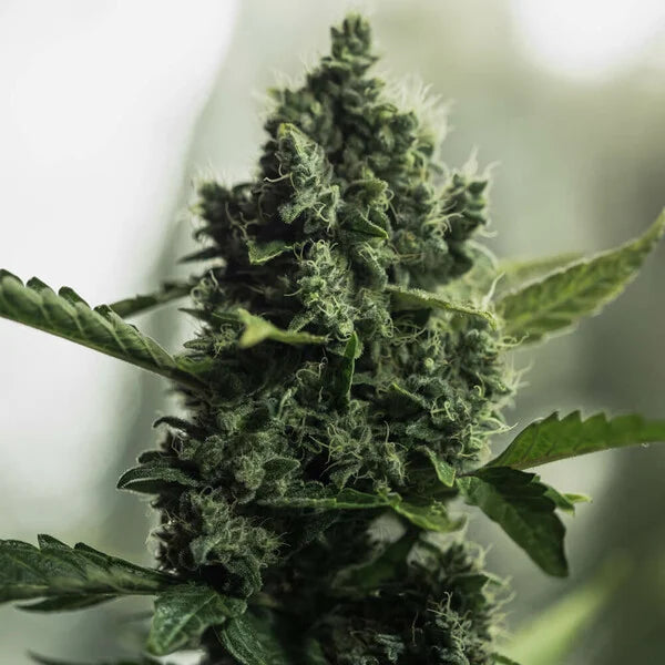 Royal Queen Seeds,Royal Gorilla Feminisiert 3er Pack