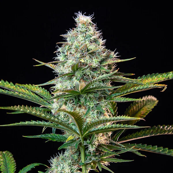 Royal Queen Seeds Royal Runtz Feminisiert 3er Pack
