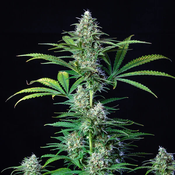 Royal Queen Seeds Royal Runtz Feminisiert 3er Pack