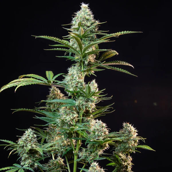 Royal Queen Seeds Royal Runtz Feminisiert 3er Pack