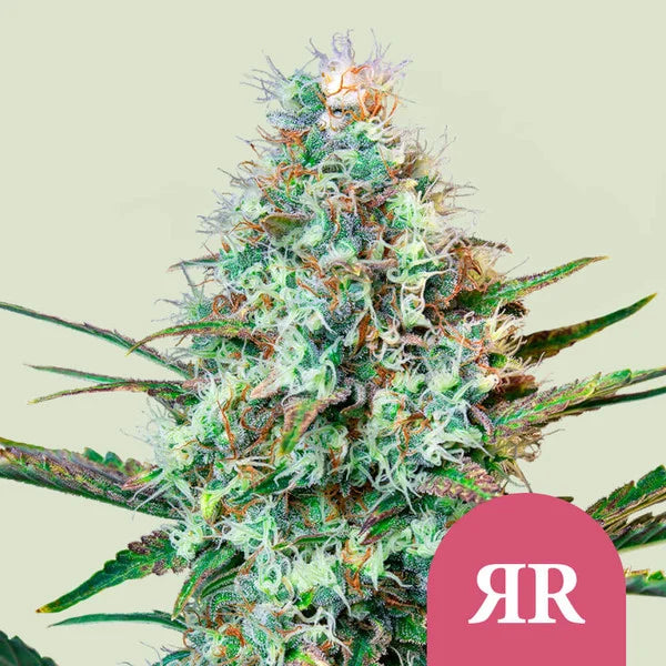 Royal Queen Seeds Royal Runtz Feminisiert 3er Pack