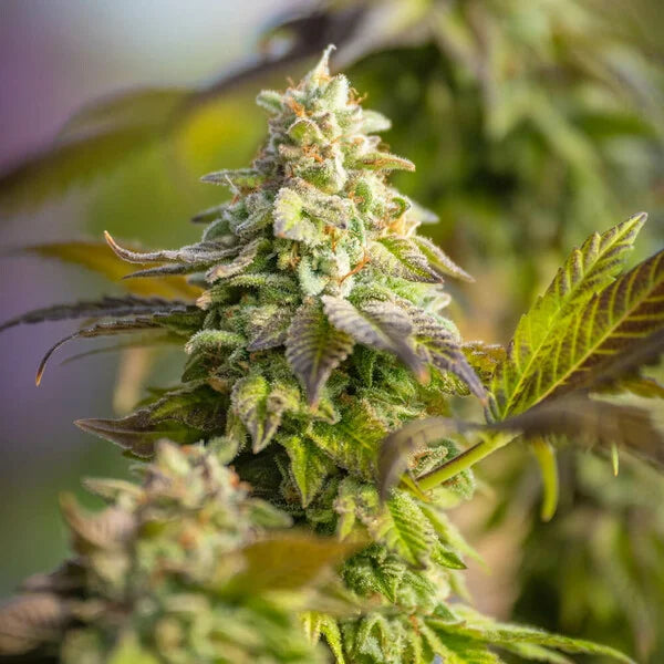 Royal Queen Seeds Special Queen 1 Femenisiert 3er Pack