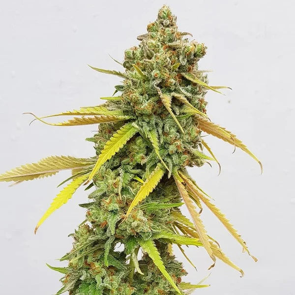 Royal Queen Seeds Special Queen 1 Femenisiert 3er Pack
