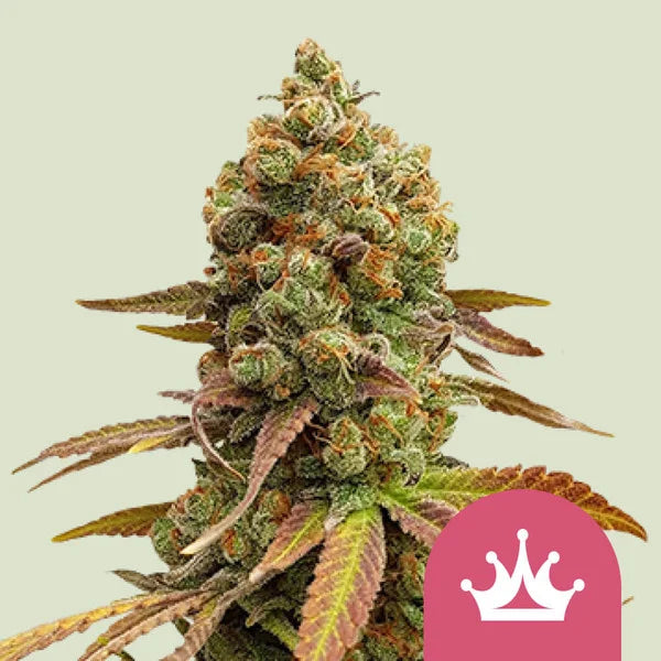Royal Queen Seeds Special Queen 1 Femenisiert 3er Pack