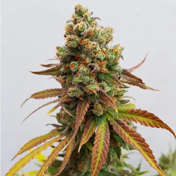 Royal Queen Seeds Special Queen 1 Femenisiert 3er Pack