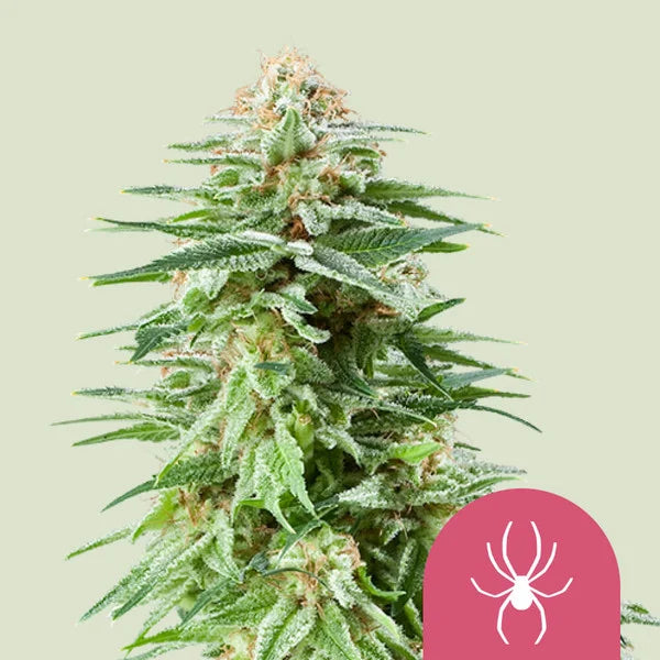 Royal Queen Seeds White Widow Feminisiert 3er Pack