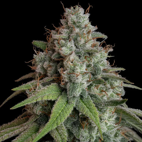Royal Queen Seeds White Widow Feminisiert 3er Pack