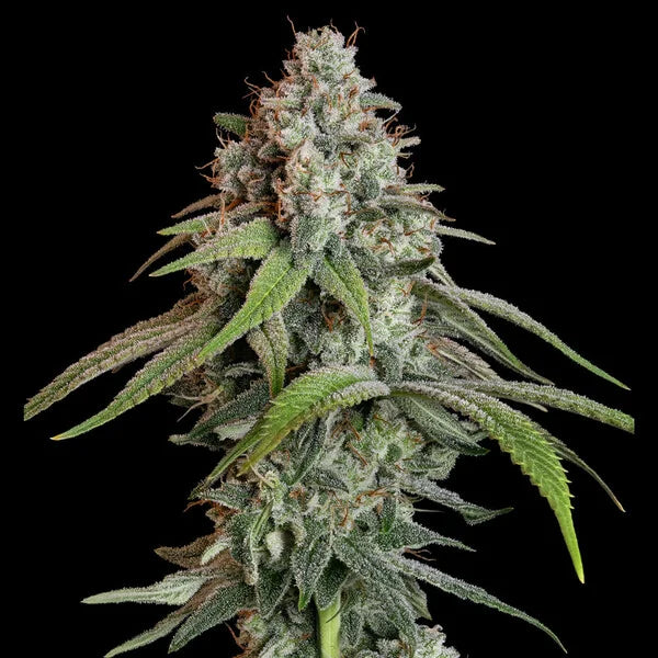 Royal Queen Seeds White Widow Feminisiert 3er Pack