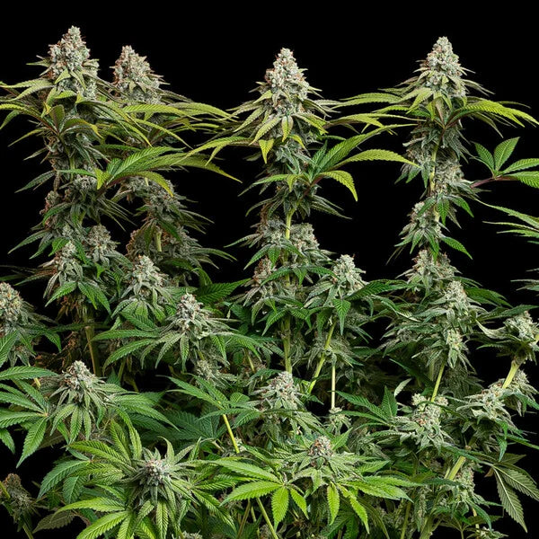 Royal Queen Seeds White Widow Feminisiert 3er Pack
