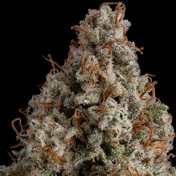 Royal Queen Seeds White Widow Feminisiert 3er Pack