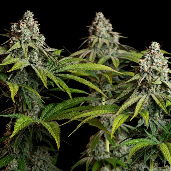 Royal Queen Seeds White Widow Feminisiert 3er Pack